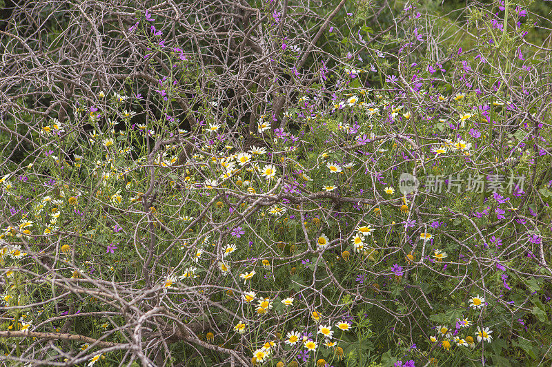 野生雏菊花在自然的patara kas fethiye mugla土耳其